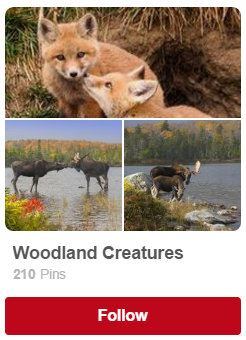 woodland creatures has the most followers